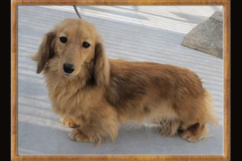 販売中のミニチュアダックスフンド(ロングヘアード)の親犬